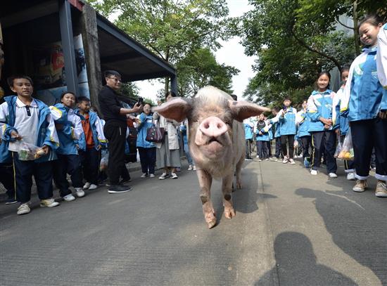 2019年10月23日，散步中的“猪坚强”受到孩子们的欢迎。